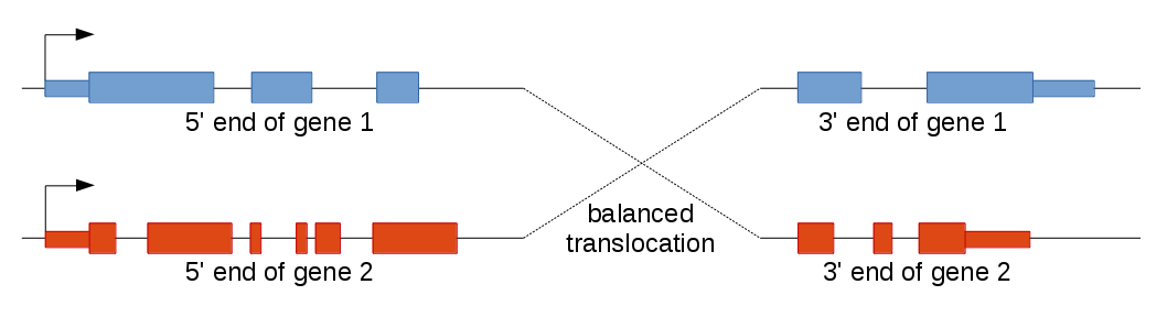 balanced translocation